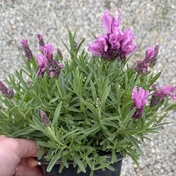 Lavandula 'Lavish™ Double Rose' (Lavender)