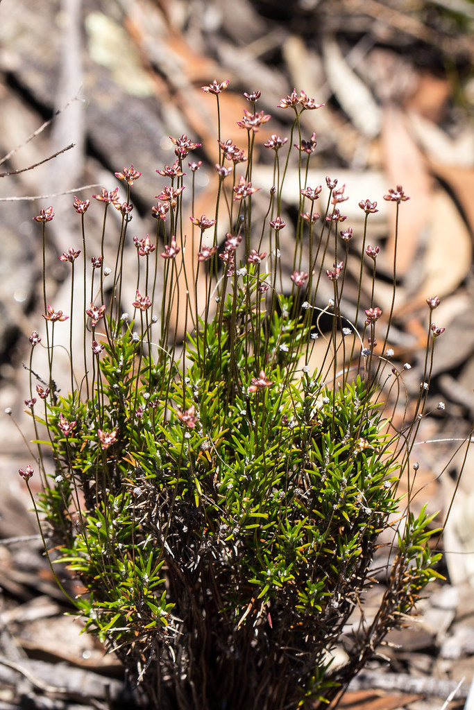Laxmannia Gracilis (Slender Wire Lily)