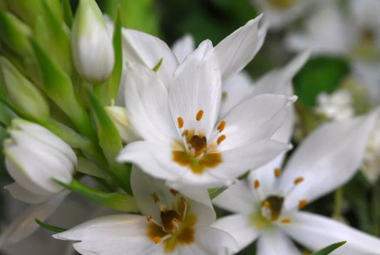 Ornithogalum 'White Princess' (Star of Bethlehem)