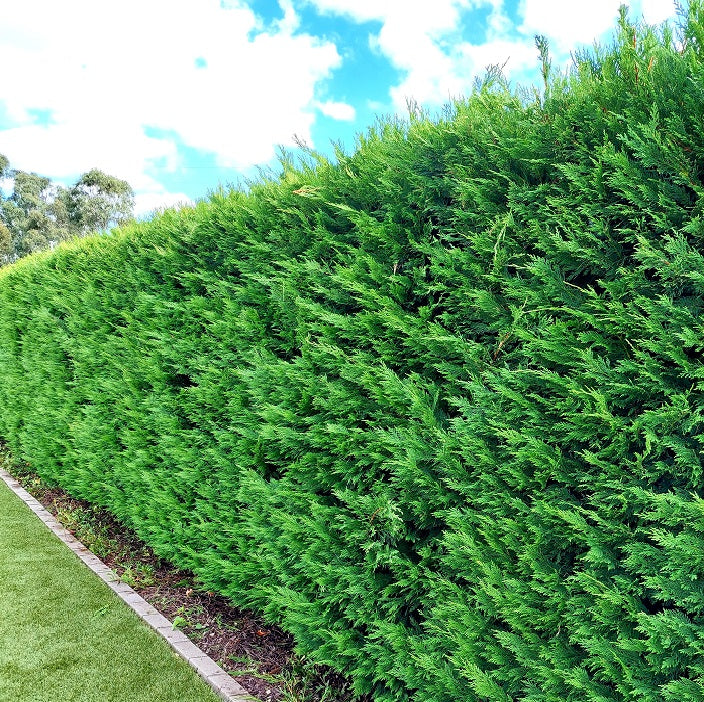Cupressocyparis Leylandii 'Leighton Green'