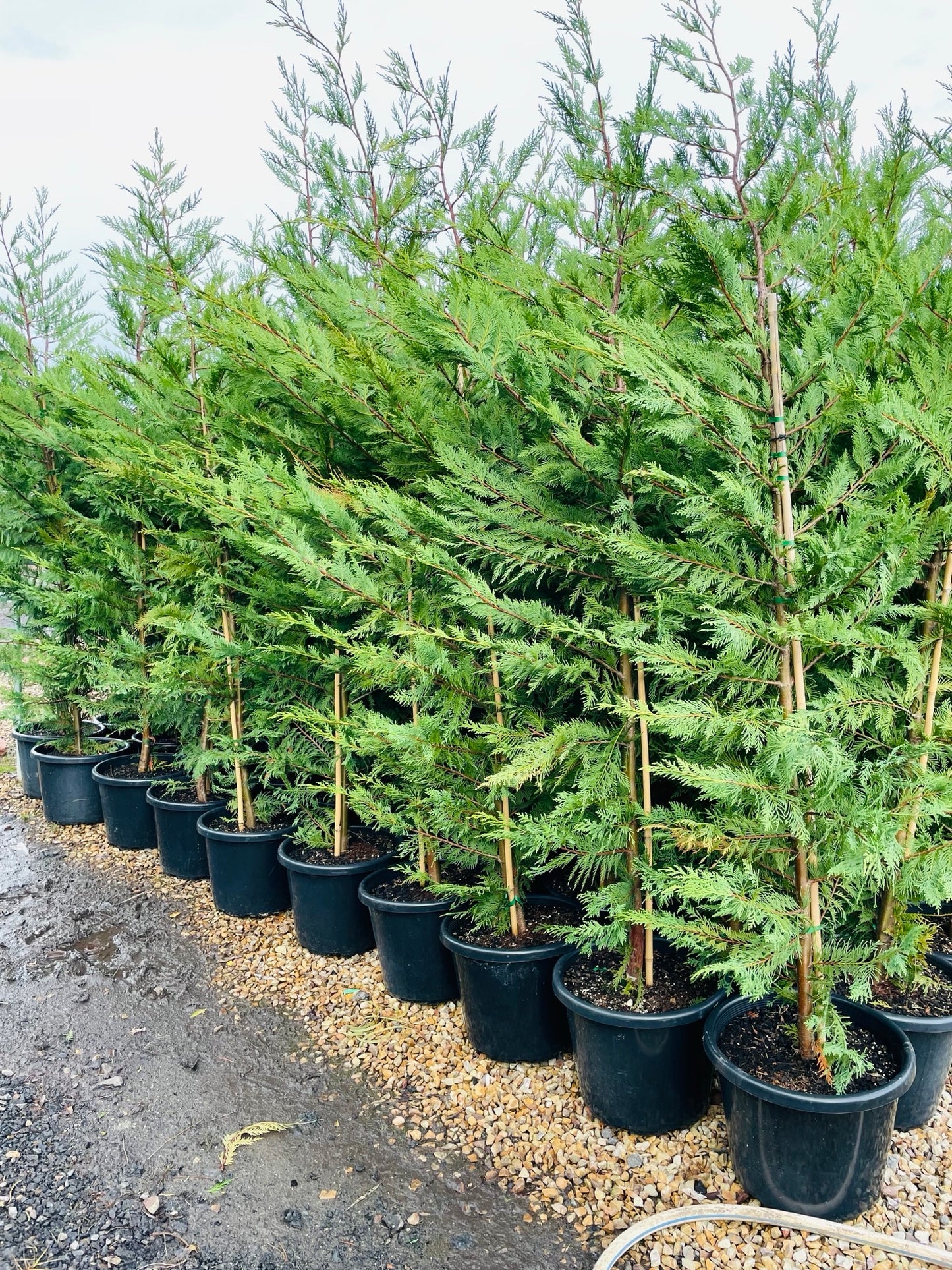 Cupressocyparis Leylandii 'Leighton Green'