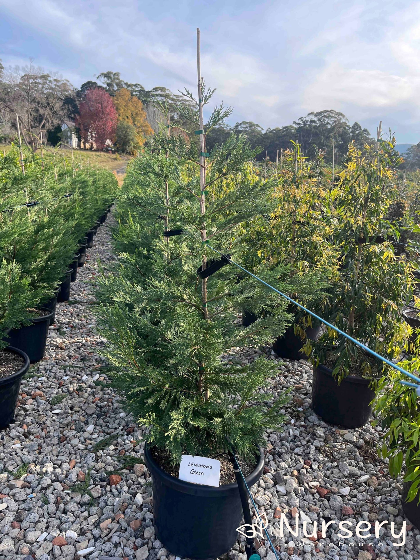 Cupressocyparis Leylandii 'Leighton Green'