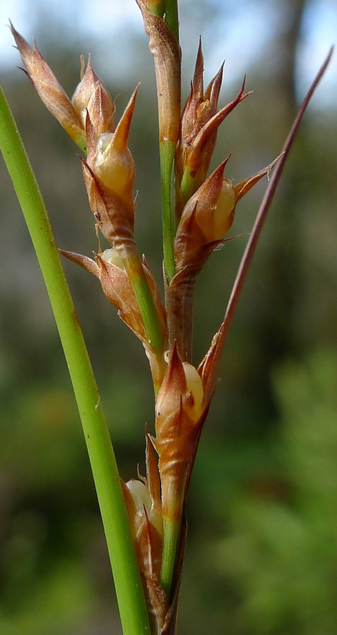 Lepidosperma Laterale (Variable Sword Sedge)