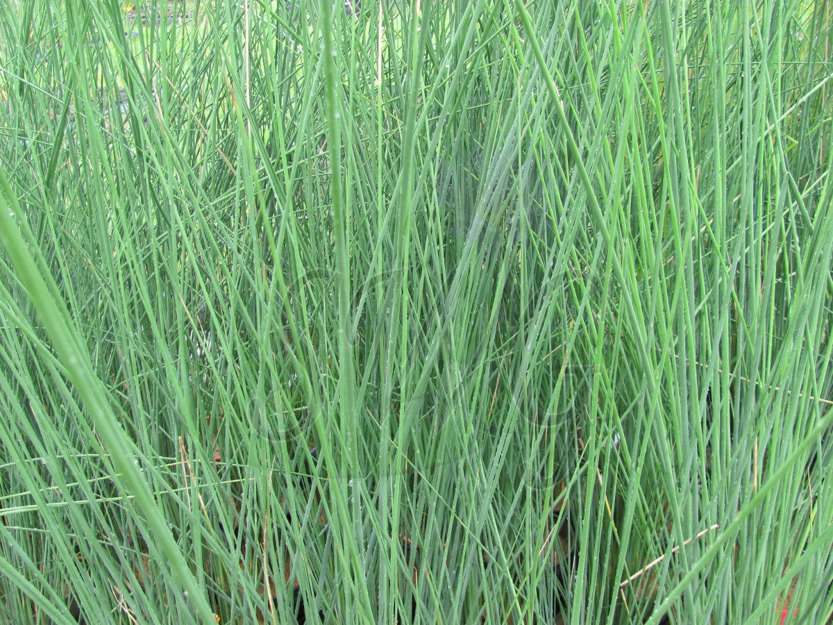 Lepironia Articulata (Cigar Rush)