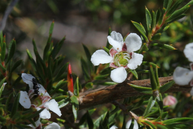 Leptospermum Arachnoides (Spidery Tea-Tree)