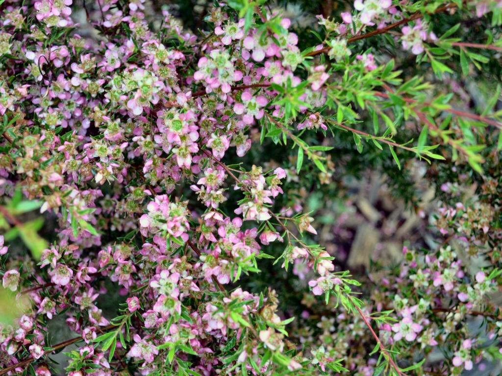 Leptospermum ‘Tickled Pink’ (Tickled Pink Tea Tree)
