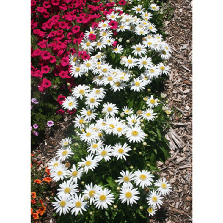 Leucanthemum × Superbum ‘Little Angel’ (Little Angel Shasta Daisy)