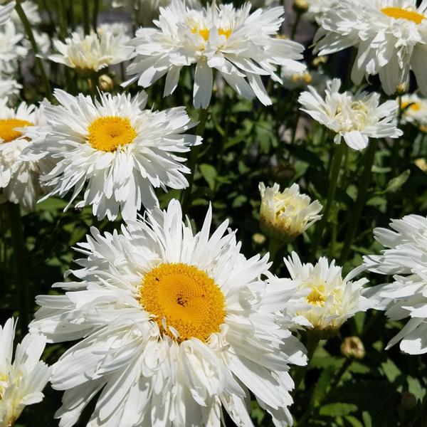 Leucanthemum × superbum (Shasta Daisy)