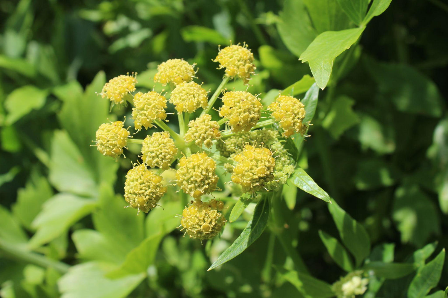 Levisticum Officinale (Lovage)