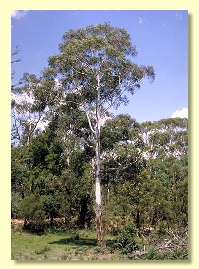 Eucalyptus Elata (River Peppermint)