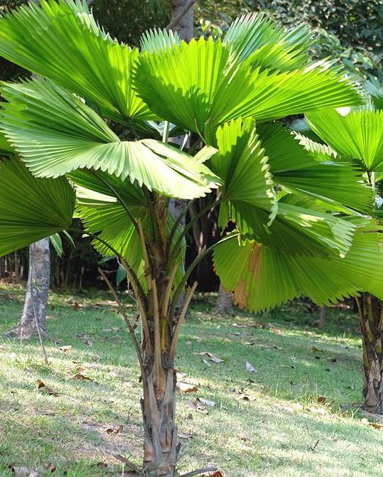 Licuala Ramsayi (Australian Fan Palm)