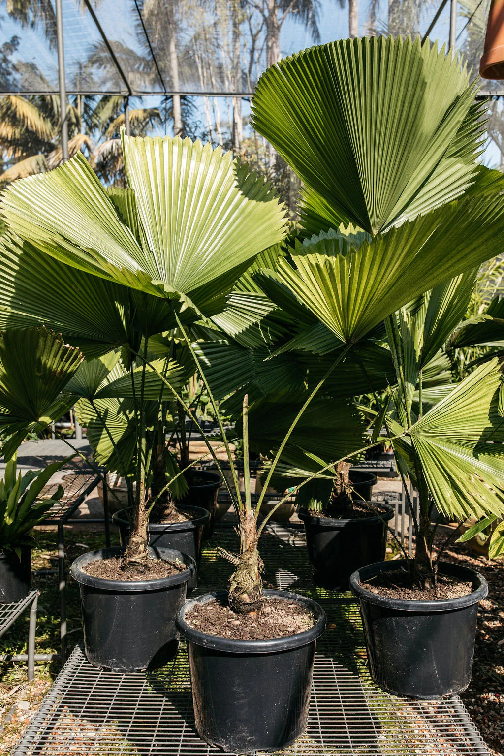 Licuala Elegans (Elegant Fan Palm)