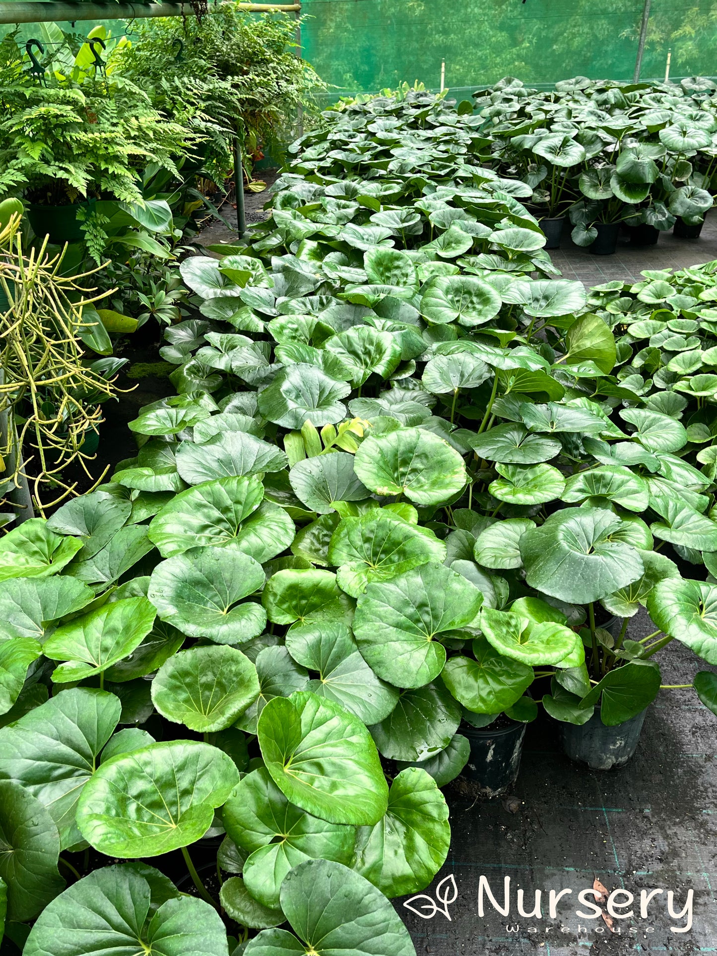 Ligularia Reniformis (Tractor Seat Plant)