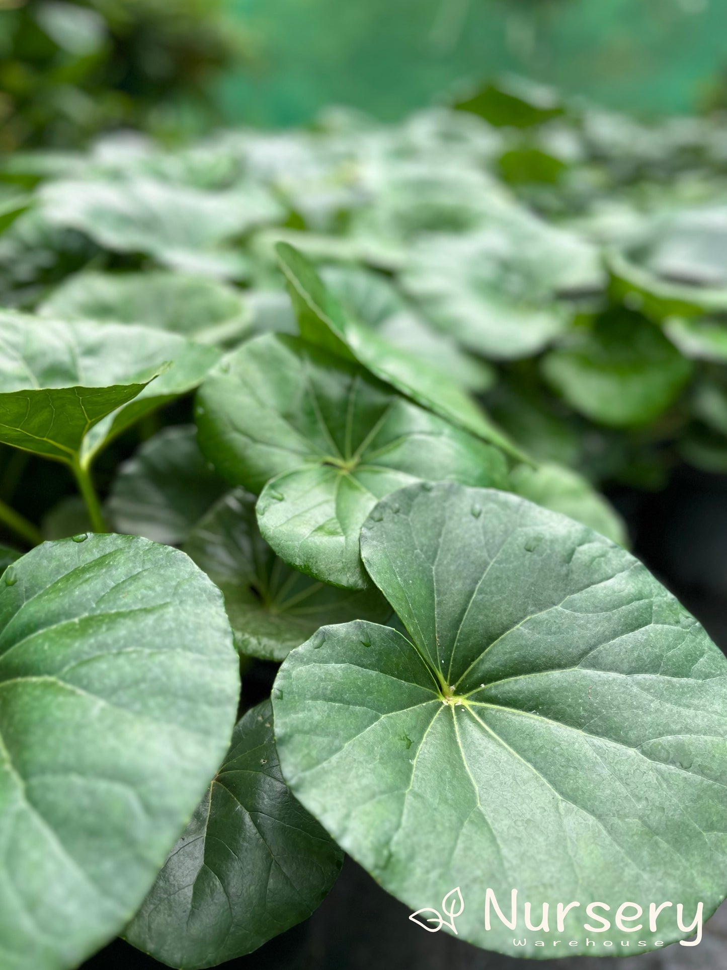 Ligularia Reniformis (Tractor Seat Plant)