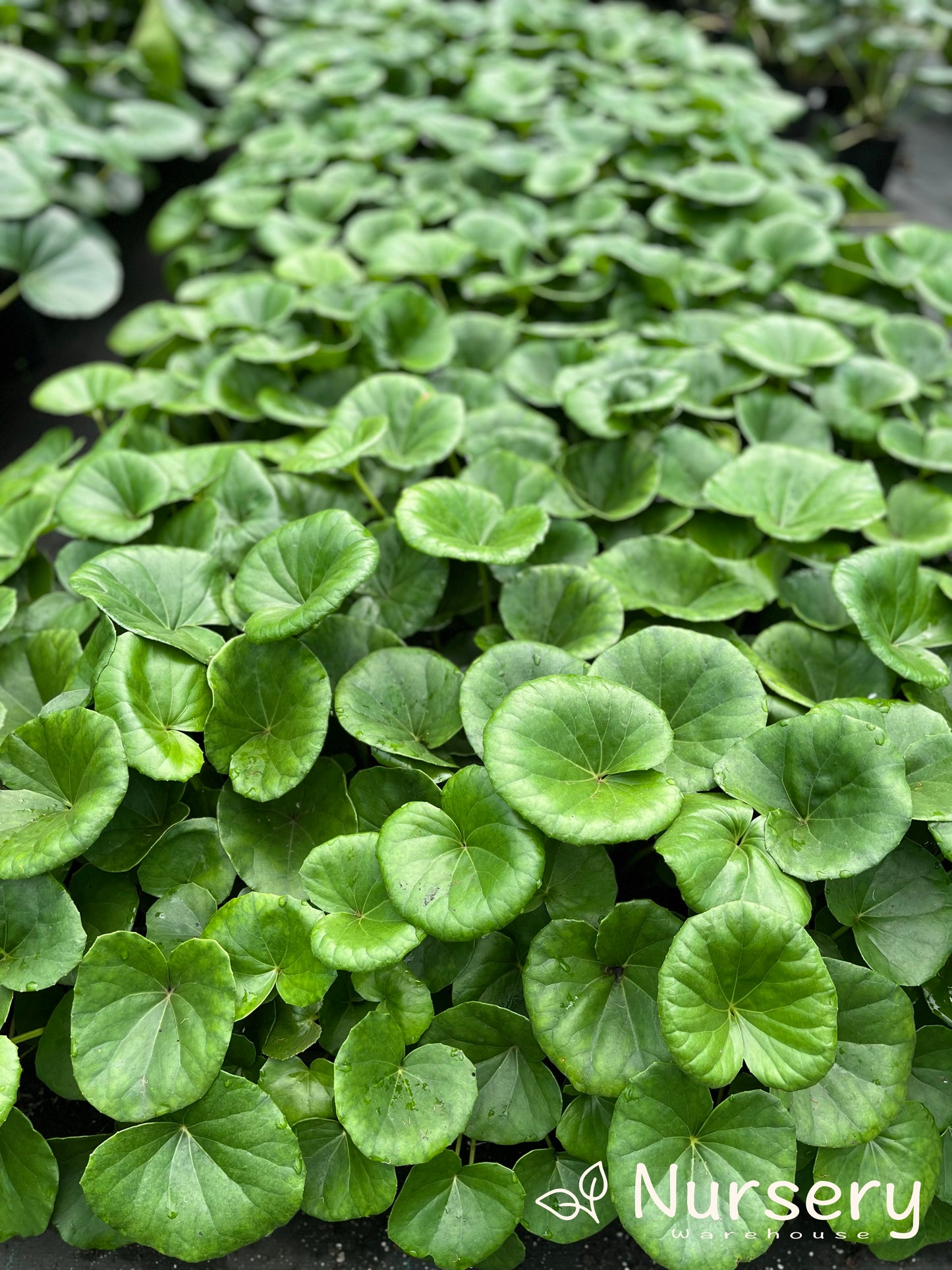 Ligularia Reniformis (Tractor Seat Plant)