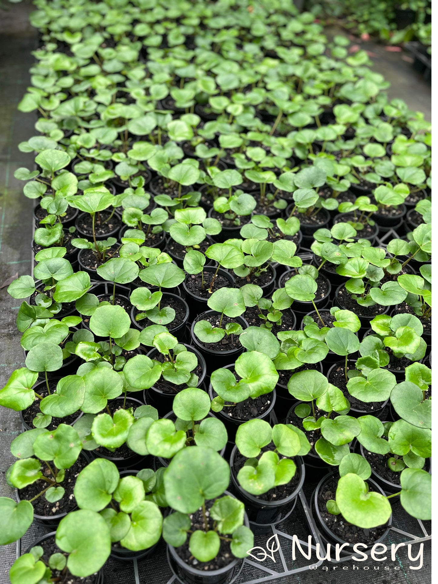 Ligularia Reniformis (Tractor Seat Plant)