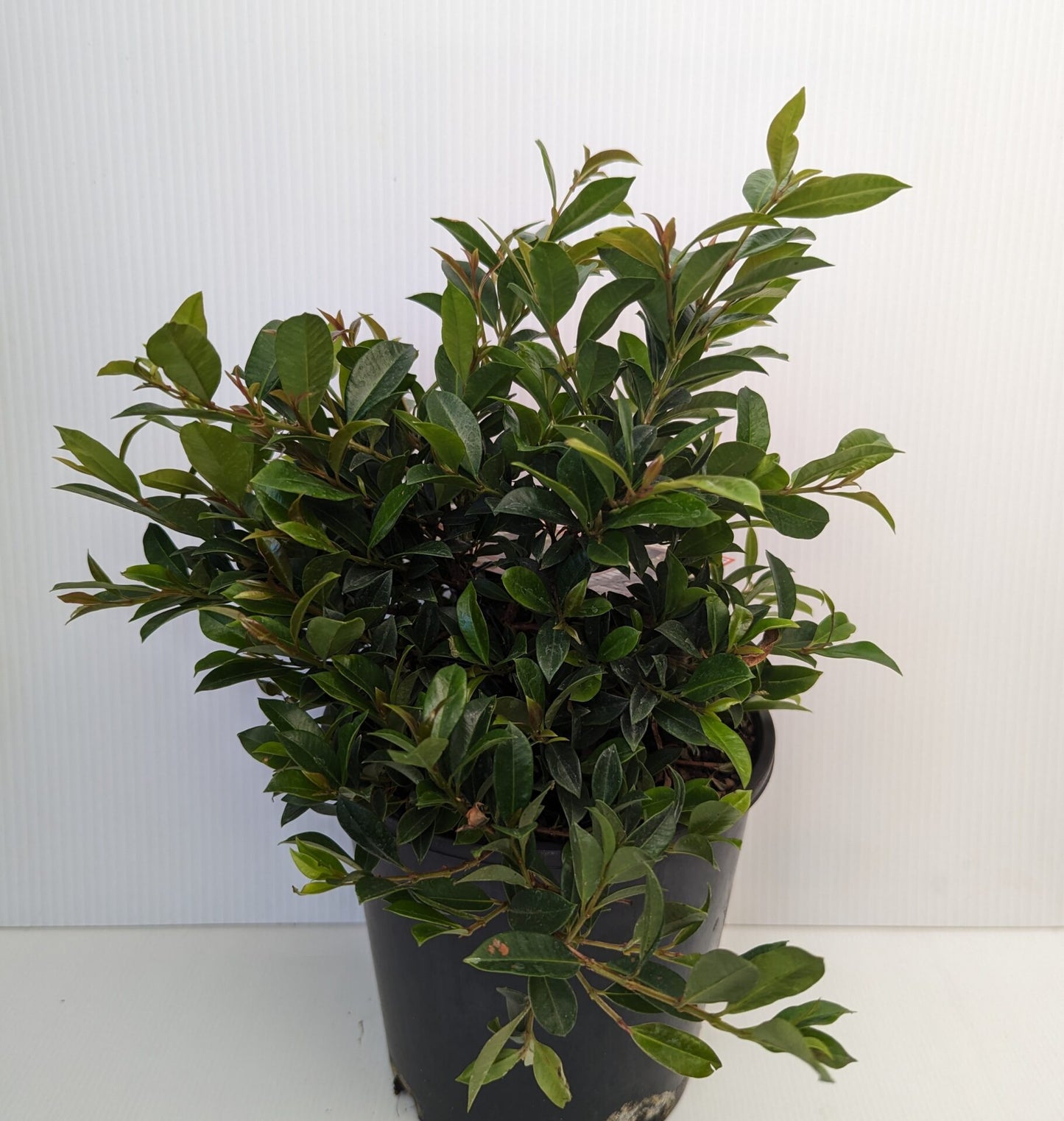 Syzygium australe ‘Bonfire’ (Lilly Pilly)