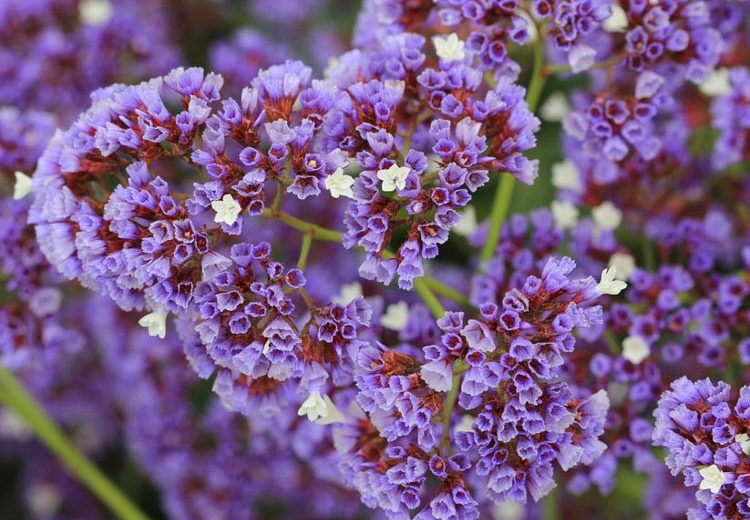Limonium perezii (Statice – Blue / Sea Lavender)