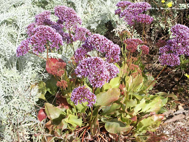 Limonium Perezii (Statice)