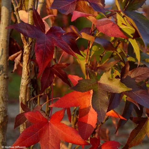 Liquidambar styraciflua ‘Oakville Highlight’