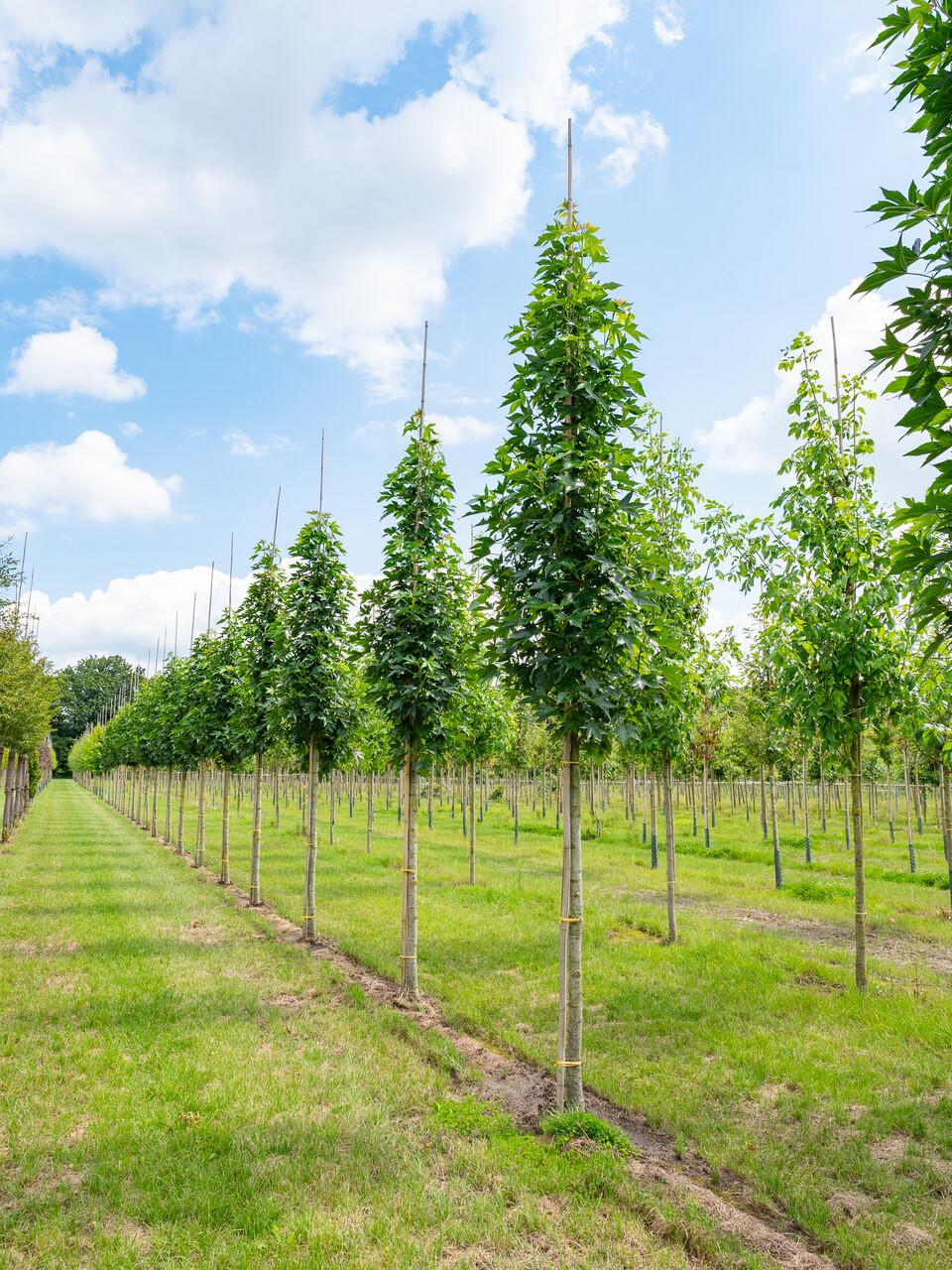 Liquidambar styraciflua ‘Oakville Highlight’