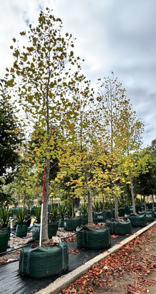 Liriodendron Tulipifera (Tulip Tree)