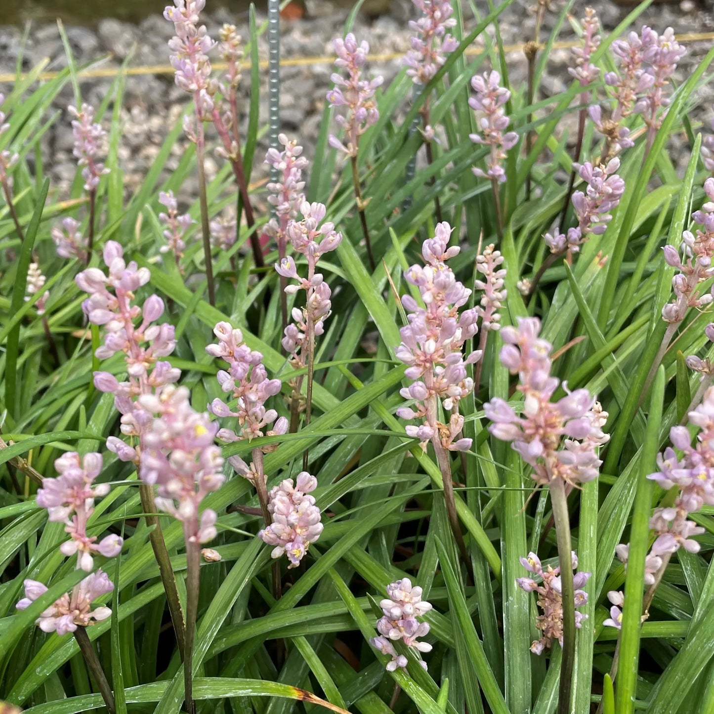 Liriope Muscari PBR Isabella™ (Isabella Lily Turf)