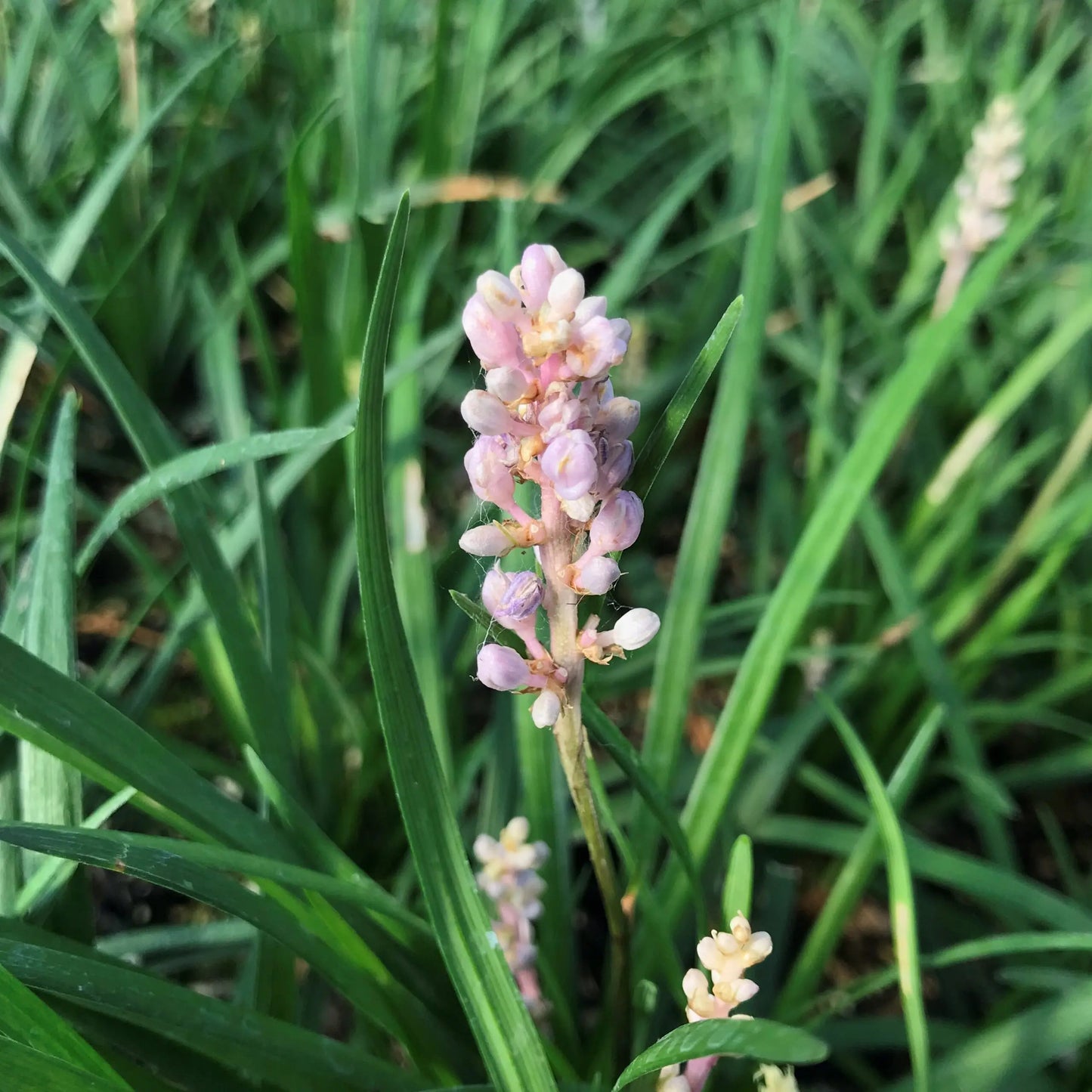 Liriope Muscari PBR Isabella™ (Isabella Lily Turf)
