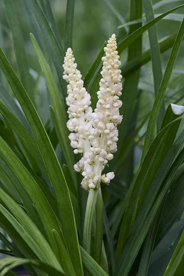 Liriope Muscari 'Monroe White' (White Lilyturf)