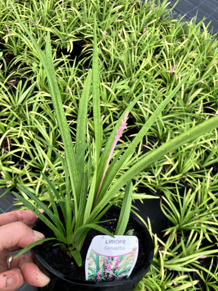 Liriope Muscari 'Samantha'
