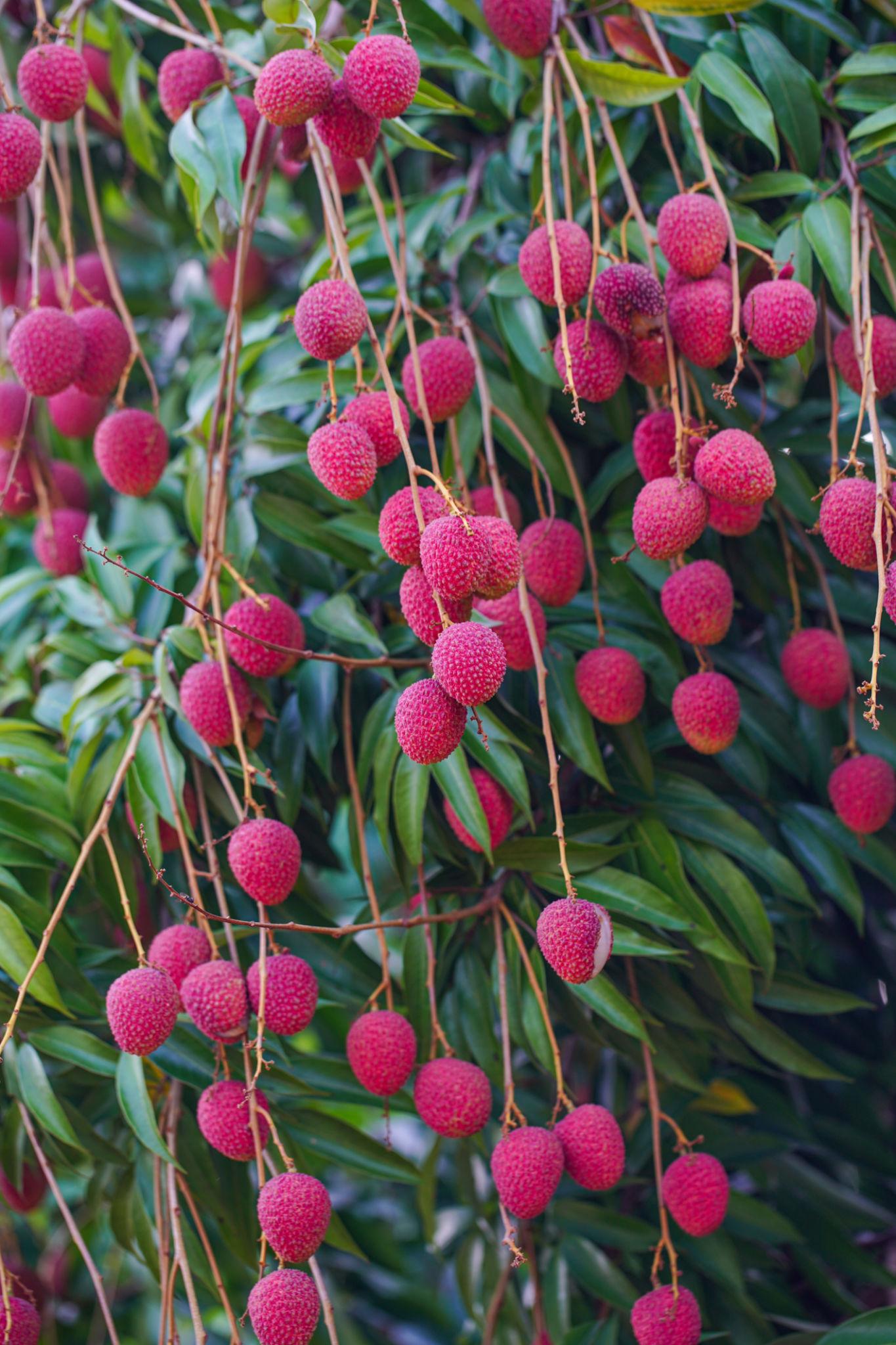 Litchi Chinensis ‘Chom Pogo’ (Chom Pogo Lychee)
