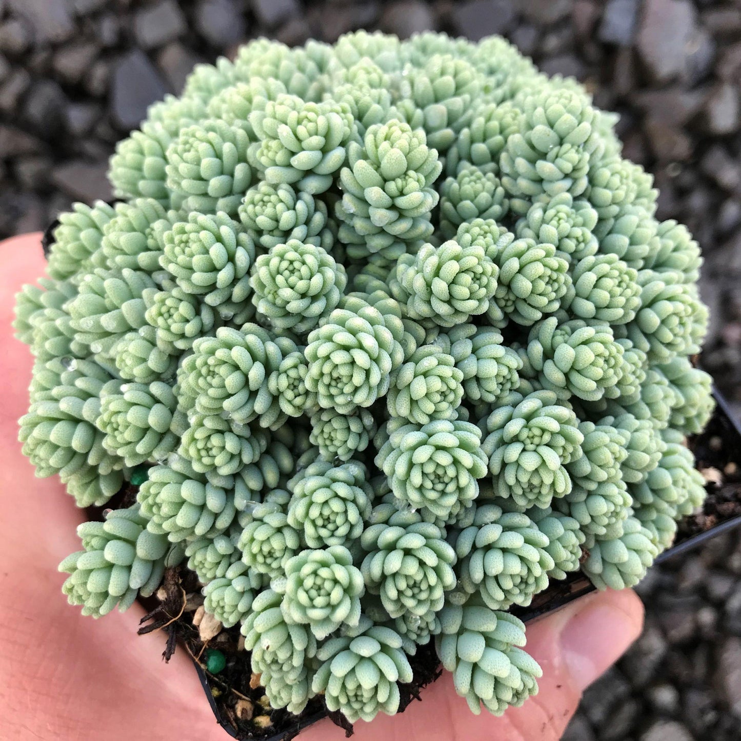 Sedum Spurium ‘Little Master’ (Little Master Stonecrop)