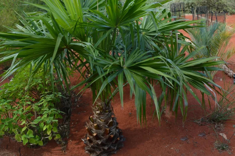 Livistona australis (Cabbage Tree Palm)