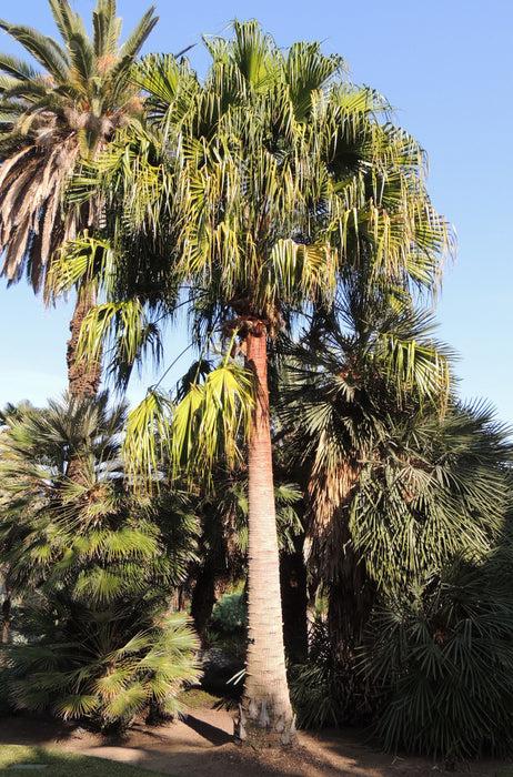 Livistona Nitida (Carnarvon Fan Palm)