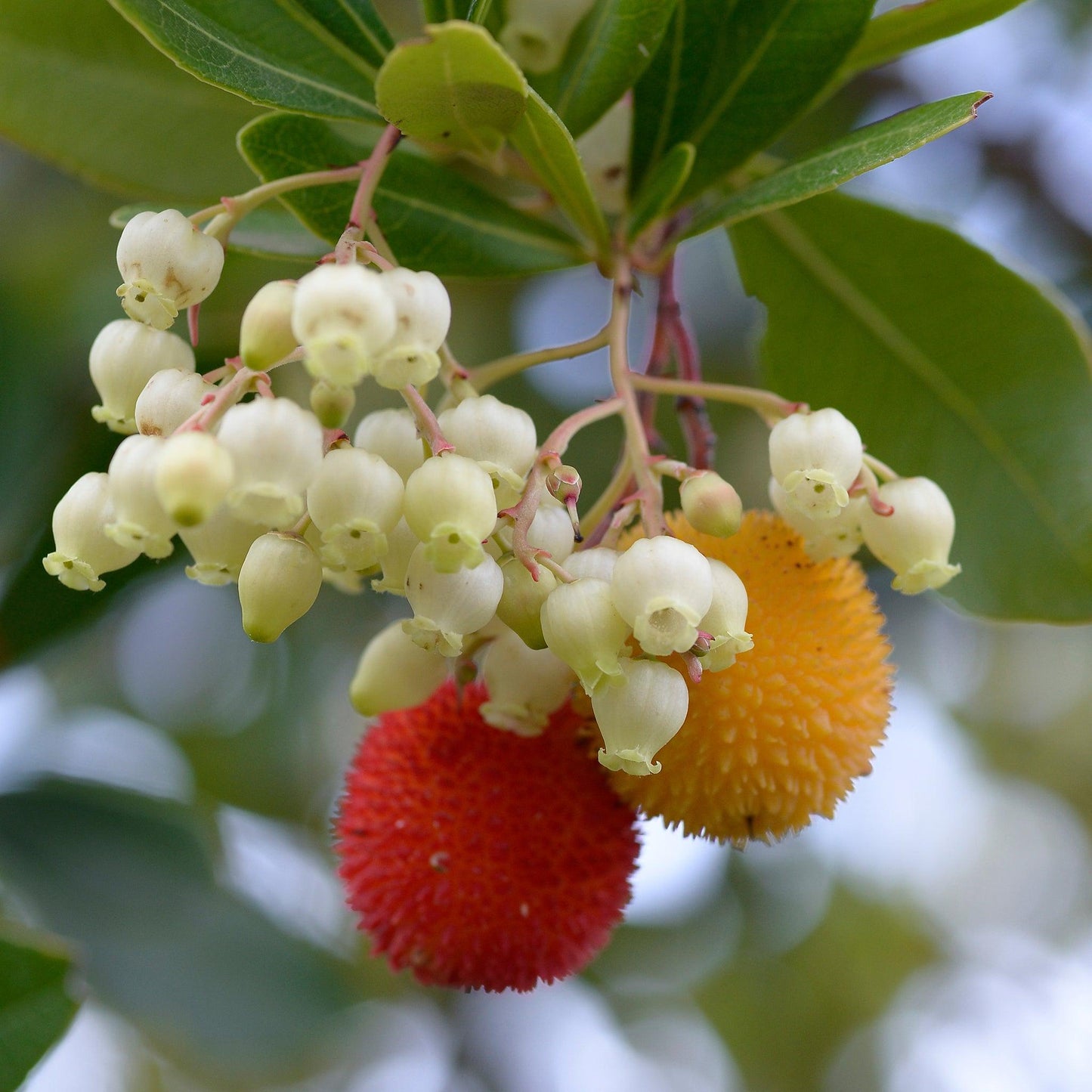 Arbutus Unedo (Strawberry Tree)