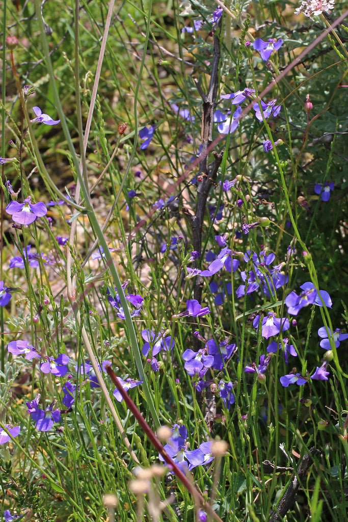 Lobelia Andrewsii (Blue Lobelia)