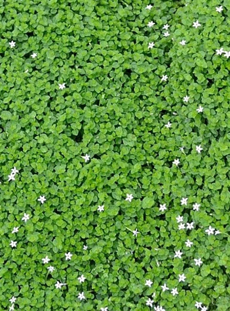Pratia Pedunculata (Matted Pratia)