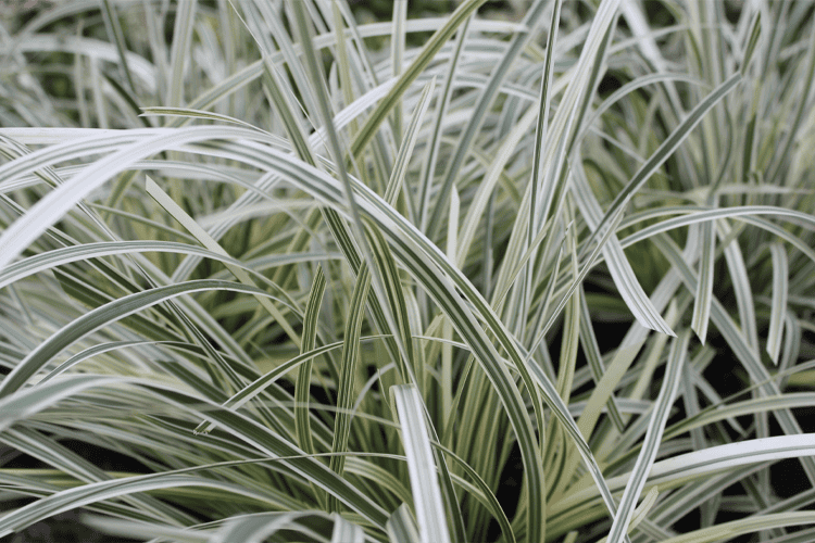 Lomandra longifolia (MURU) Great White™