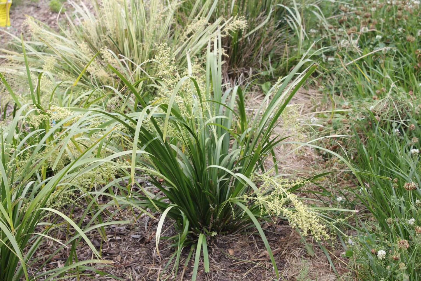 Lomandra hystrix ‘Tropic Cascade™’ – Hardy Mat Rush