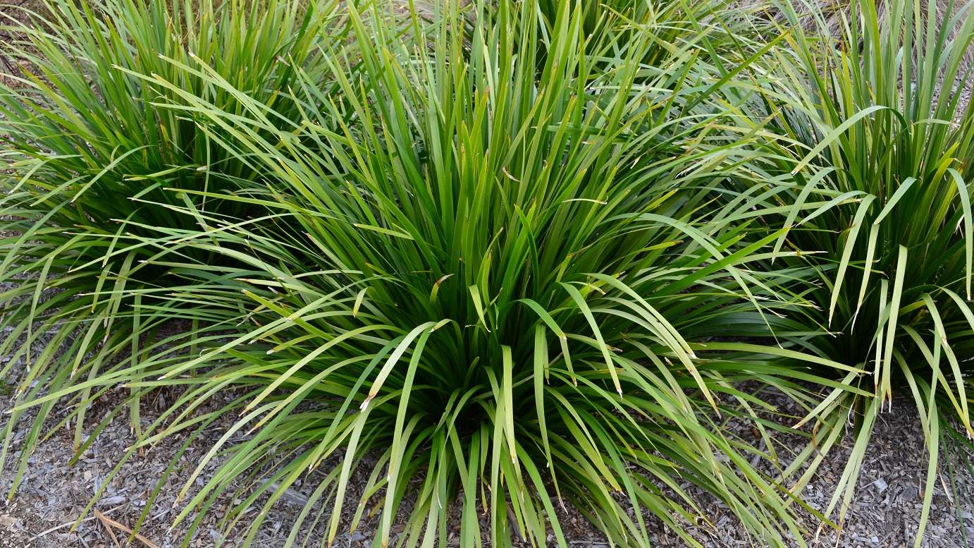 Group of five Lomandra hystrix plants planted closely together in a park environment, creating a lush and inviting landscape feature that thrives in various conditions.