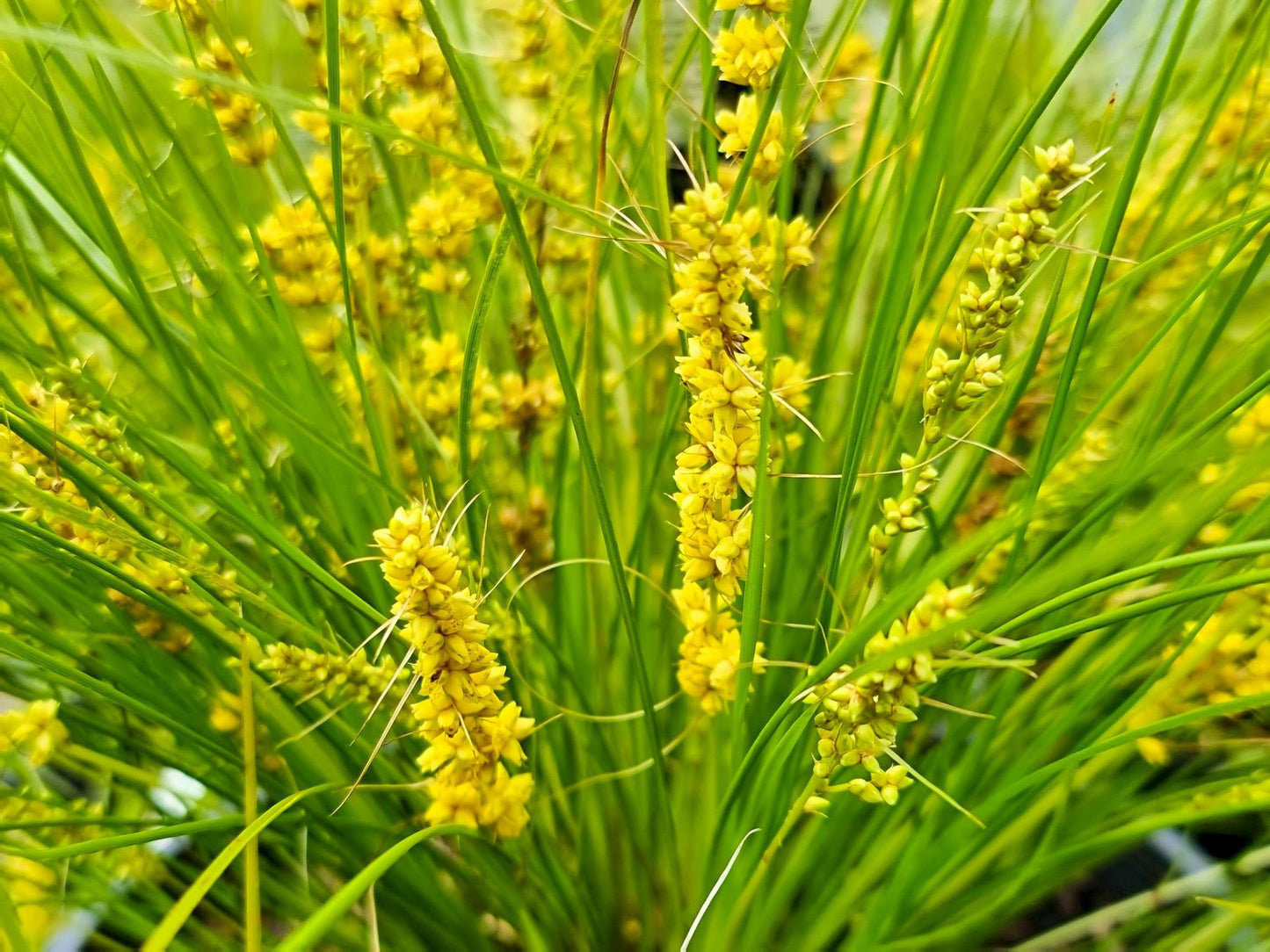 Lomandra ‘Misty Green’ – Compact Australian Native Grass