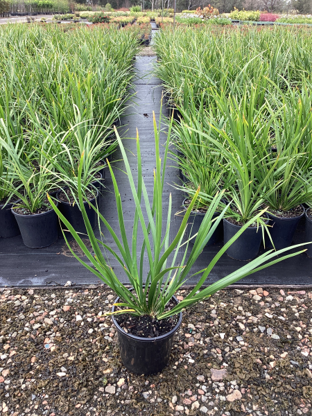 Lomandra Hystrix (Creek Mat Rush)