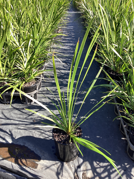 Lomandra Hystrix ‘LHBYF’ (Katie Belles™ Slender Mat Rush)