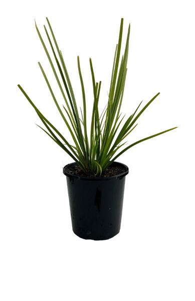 Lomandra Hystrix ‘Katie Belles’™