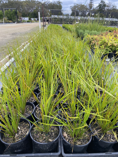 Lomandra longifolia (LM300) TANIKA® Classic (Tanika Lomandra)