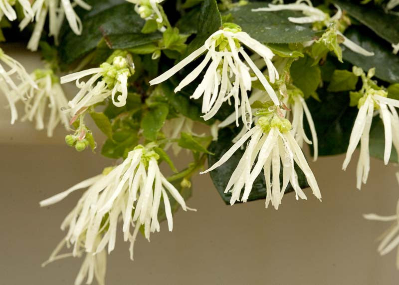 Loropetalum chinense 'White' (White Chinese Fringe Flower)