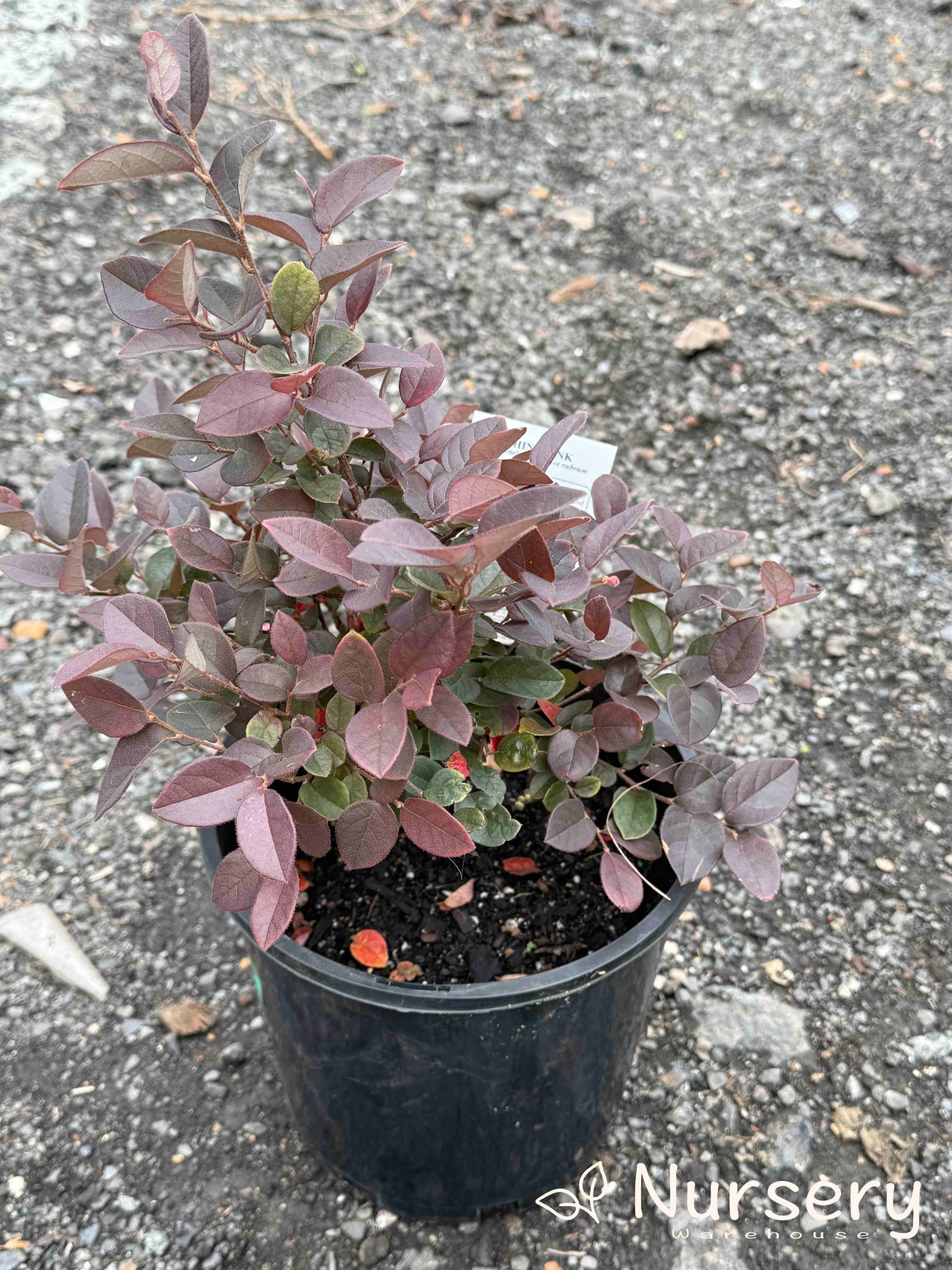Loropetalum Chinense (China Pink)