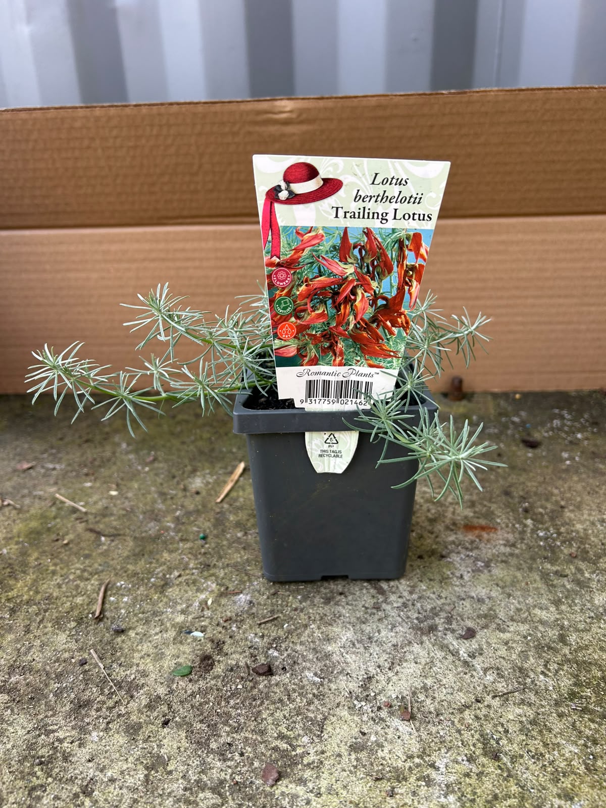 Lotus Berthelotii (Parrot’s Beak) CLEARANCE