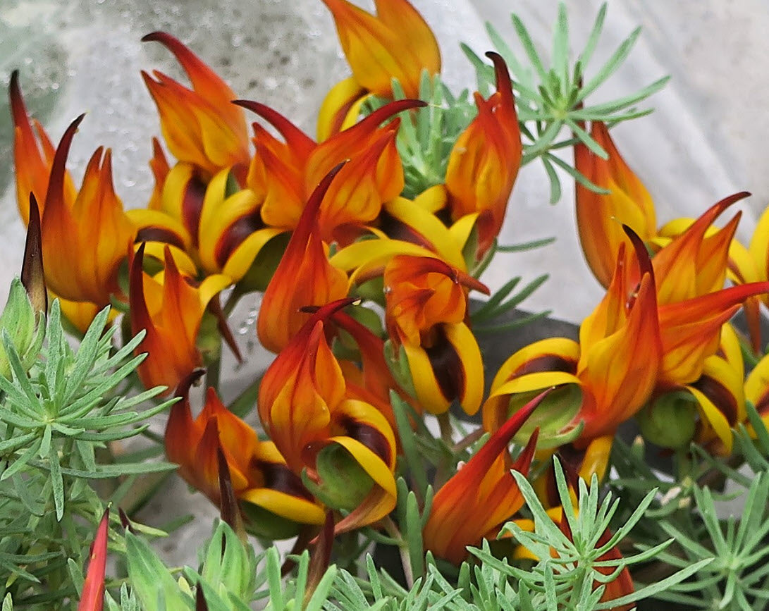 Lotus Berthelotii (Parrot’s Beak)