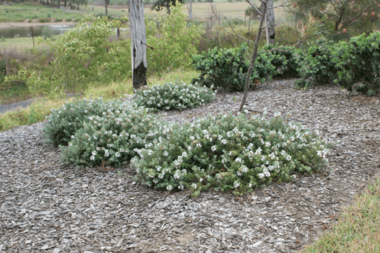 Westringia Fruticosa ‘WES06’ Low Horizon™ (Coastal Rosemary)